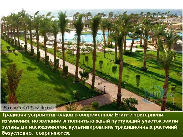 Традиции устройства садов в современном Египте претерпели изменения, но желание заполнить каждый пустующий участок Традиции устройства садов в современном Египте претерпели изменения, но желание заполнить каждый пустующий участок