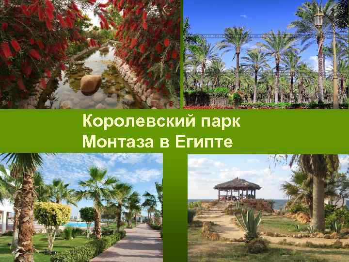 Королевский парк Монтаза в Египте Королевский парк Монтаза в Египте