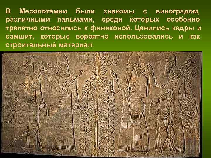 В Месопотамии были знакомы с виноградом, различными пальмами, среди которых особенно трепетно В Месопотамии были знакомы с виноградом, различными пальмами, среди которых особенно трепетно