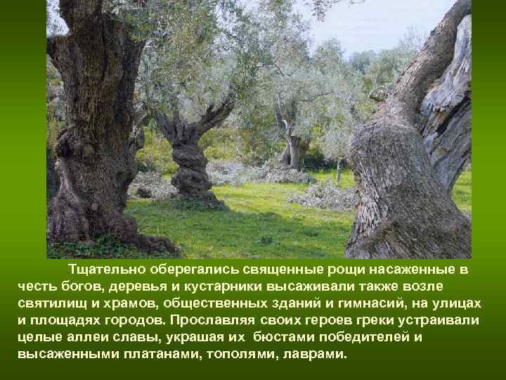 Тщательно оберегались священные рощи насаженные в честь богов, деревья и кустарники высаживали Тщательно оберегались священные рощи насаженные в честь богов, деревья и кустарники высаживали