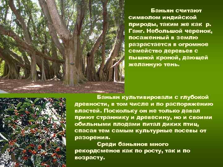 Баньян считают символом индийской Баньян считают символом индийской
