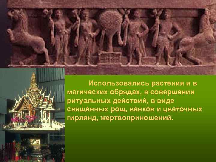 Использовались растения и в магических обрядах, в совершении ритуальных действий, в виде священных Использовались растения и в магических обрядах, в совершении ритуальных действий, в виде священных