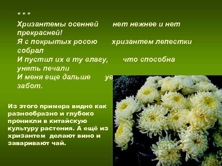 Что означает цвет хризантемы. Стихотворение про хризантему. Бунин хризантемы. Короткие хризантемы.
