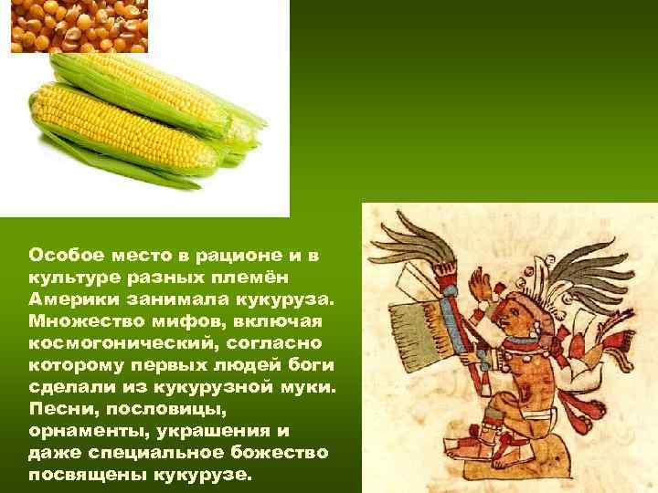 Особое место в рационе и в культуре разных племён Америки занимала кукуруза. Множество мифов, Особое место в рационе и в культуре разных племён Америки занимала кукуруза. Множество мифов,