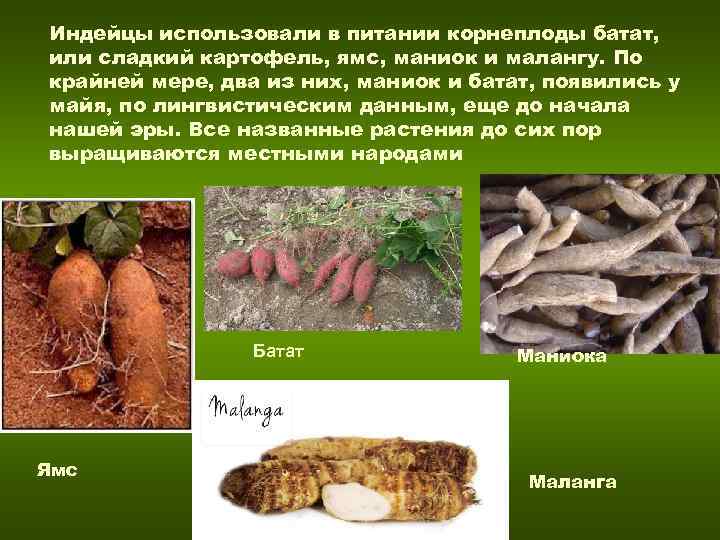Индейцы использовали в питании корнеплоды батат, или сладкий картофель, ямс, маниок и малангу. По Индейцы использовали в питании корнеплоды батат, или сладкий картофель, ямс, маниок и малангу. По