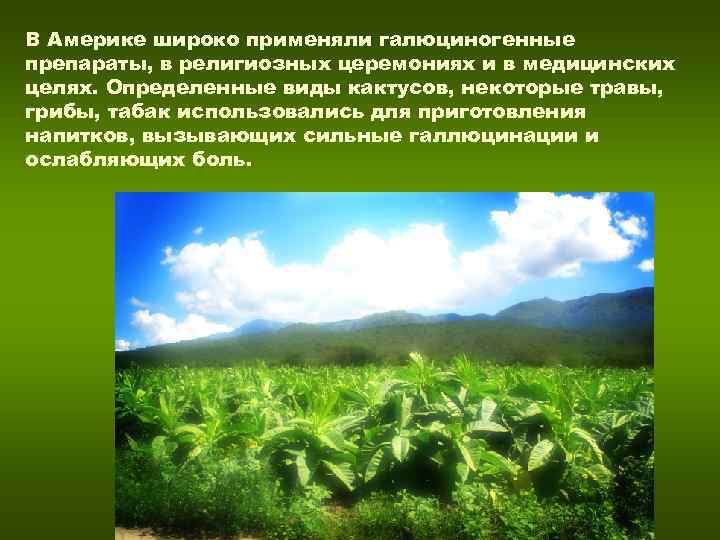 В Америке широко применяли галюциногенные препараты, в религиозных церемониях и в медицинских целях. Определенные В Америке широко применяли галюциногенные препараты, в религиозных церемониях и в медицинских целях. Определенные