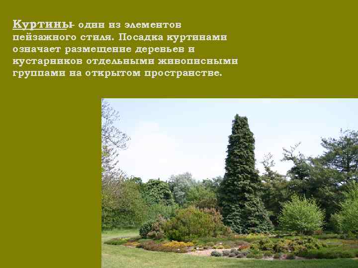 Куртины один из элементов – пейзажного стиля. Посадка куртинами означает размещение деревьев и кустарников