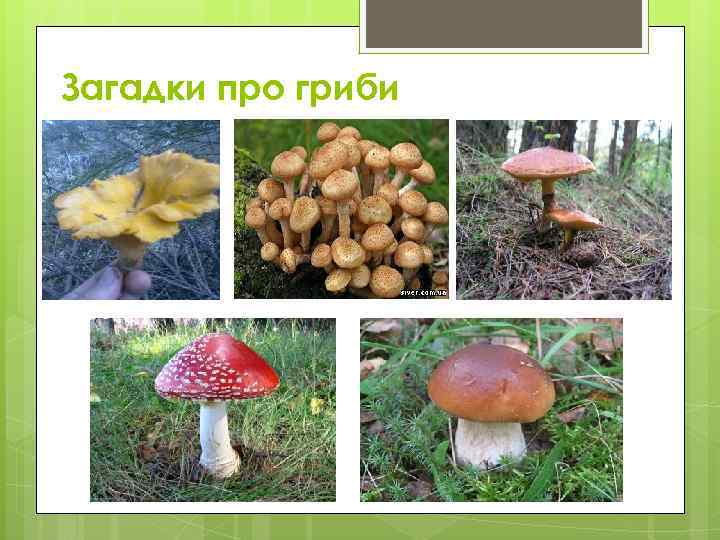 Загадки про гриби 