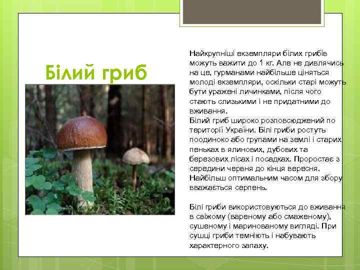    Найкрупніші екземпляри білих грибів   можуть важити до 1 кг.