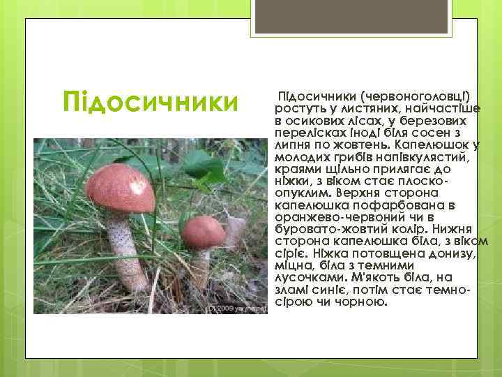 Підосичники (червоноголовці)    ростуть у листяних, найчастіше    в осикових