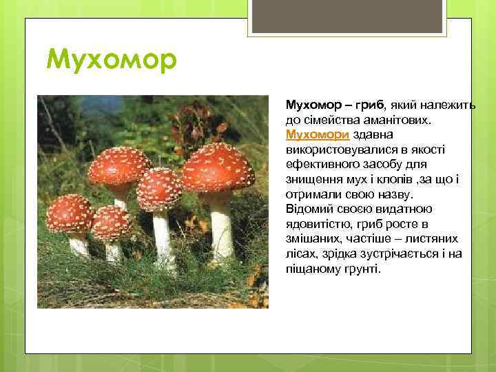 Мухомор – гриб, який належить  до сімейства аманітових.  Мухомори здавна  використовувалися