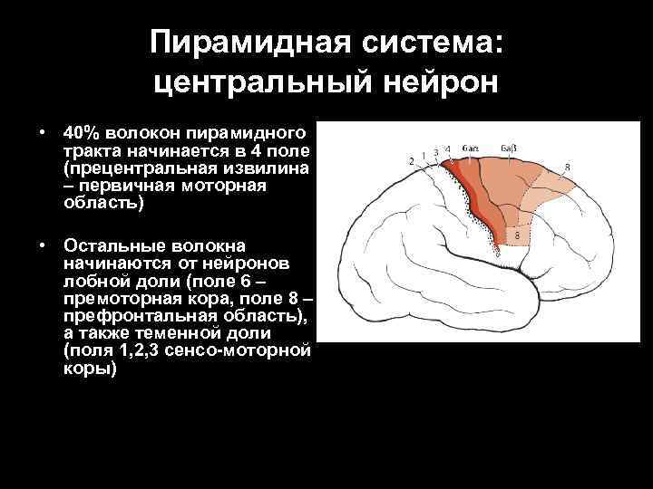 Пирамидная система: центральный нейрон • 40% волокон пирамидного тракта Пирамидная система: центральный нейрон • 40% волокон пирамидного тракта
