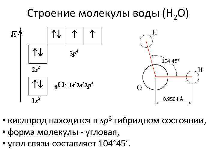  Строение молекулы воды (H 2 O) • кислород находится в sp 3 гибридном