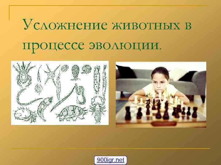 Усложнение животных в процессе эволюции.    900 igr. net 