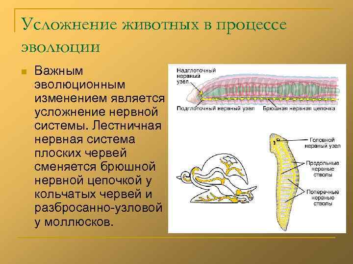 Усложнение животных в процессе эволюции n  Важным эволюционным изменением является усложнение нервной системы.