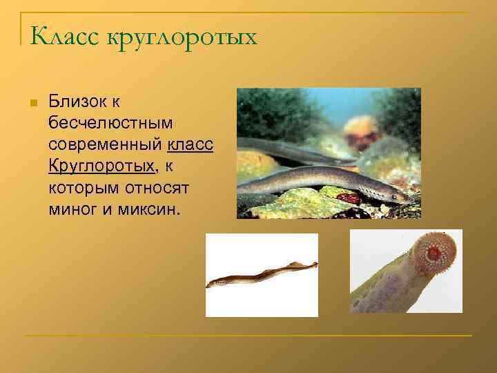 Класс круглоротых n  Близок к  n . . Новая папка бесчелюстным 