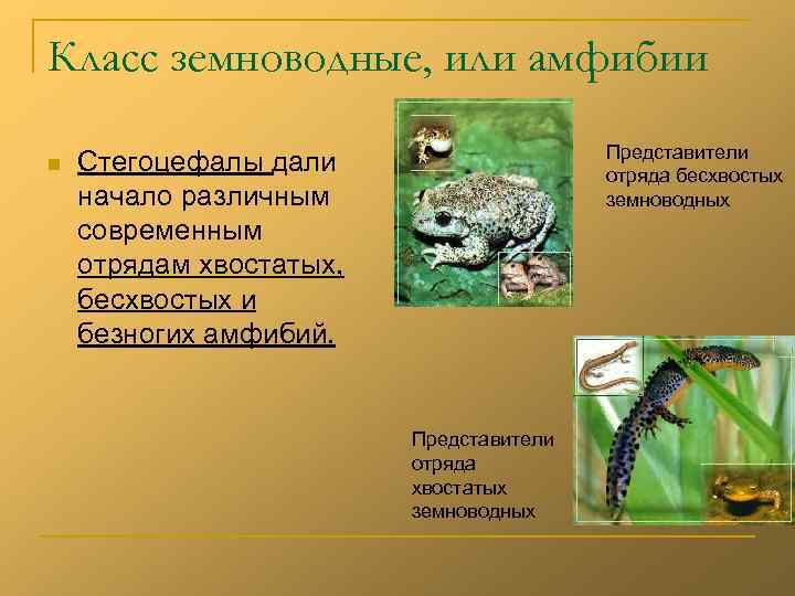Класс земноводные, или амфибии       Представители n  Стегоцефалы
