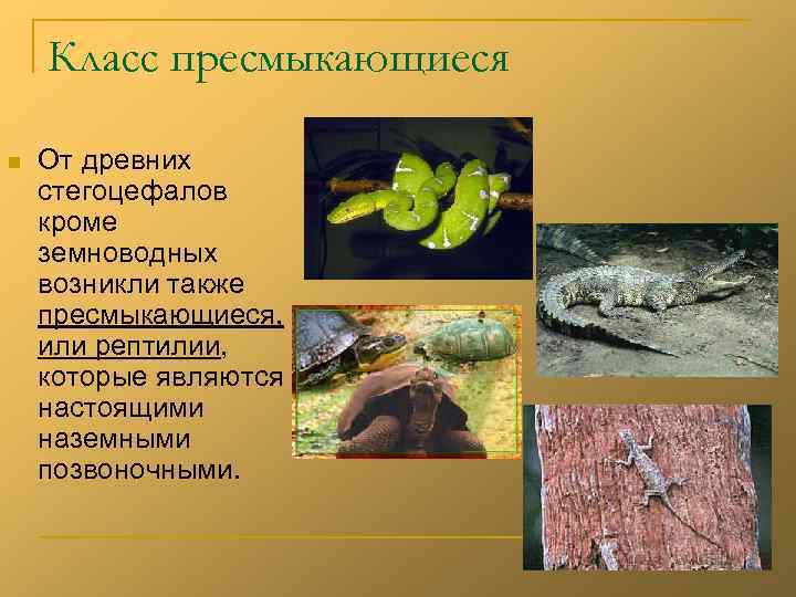   Класс пресмыкающиеся n  От древних стегоцефалов кроме земноводных возникли также пресмыкающиеся,