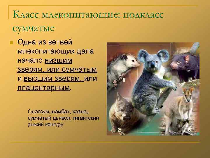 Класс млекопитающие: подкласс сумчатые n  Одна из ветвей млекопитающих дала начало низшим зверям,