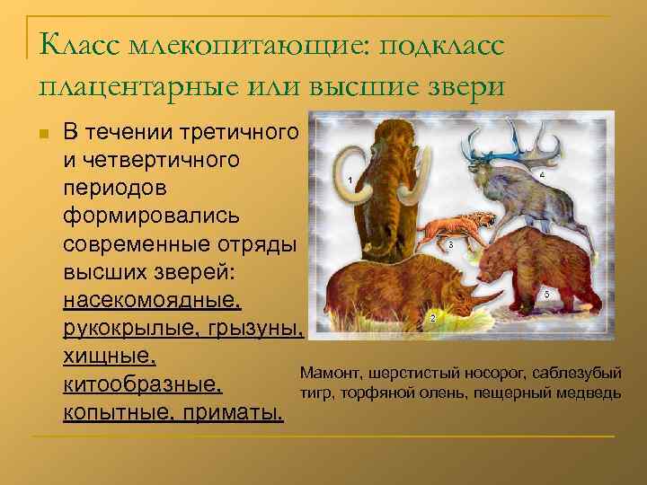 Класс млекопитающие: подкласс плацентарные или высшие звери n  В течении третичного и четвертичного