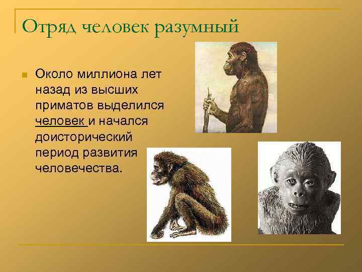 Отряд человек разумный n  Около миллиона лет назад из высших приматов выделился человек