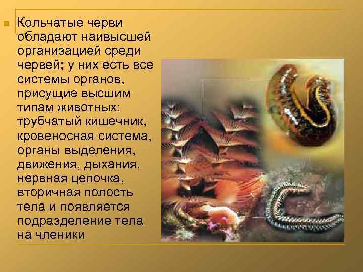 n  Кольчатые черви обладают наивысшей организацией среди червей; у них есть все системы