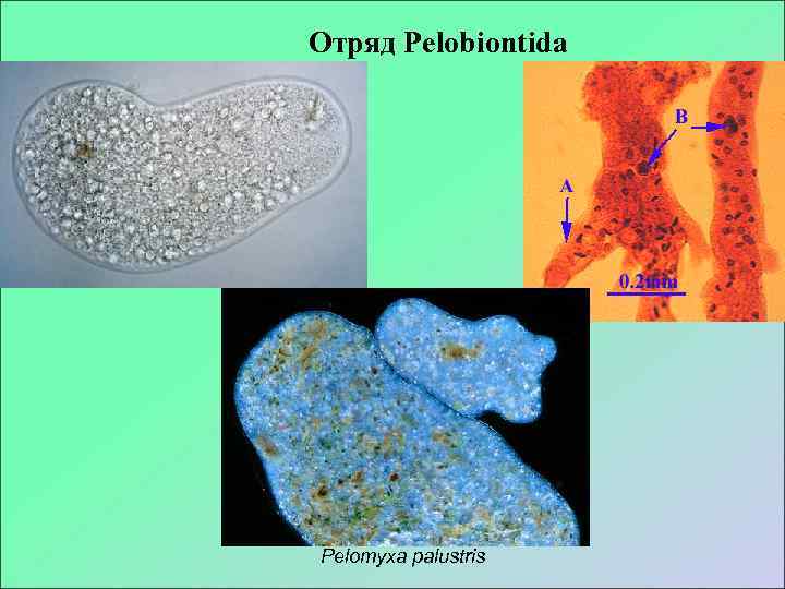 Отряд Pelobiontida Pelomyxa palustris 