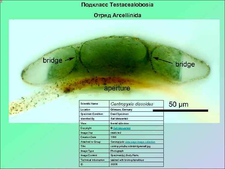 Подкласс Testacealobosia   Отряд Arcellinida Scientific Name   Centropyxis discoides Location 