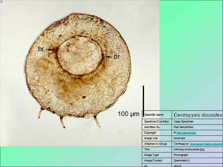 Scientific Name Centropyxis discoides Specimen Condition  Dead Specimen Identified By  Ralf Meisterfeld