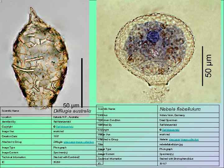 Scientific Name   Difflugia australis      Scientific Name 