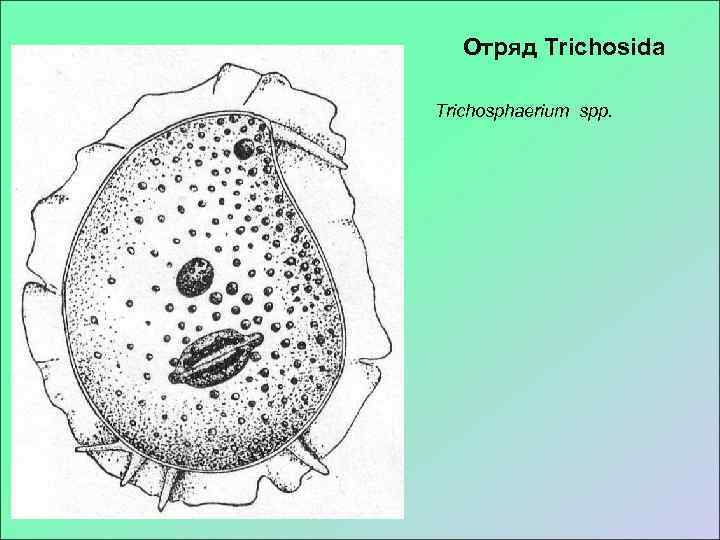   Отряд Trichosida Trichosphaerium spp. 