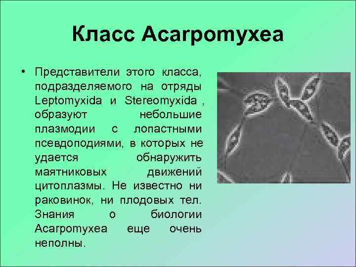   Класс Acarpomyxea • Представители этого класса,  подразделяемого на отряды  Leptomyxida