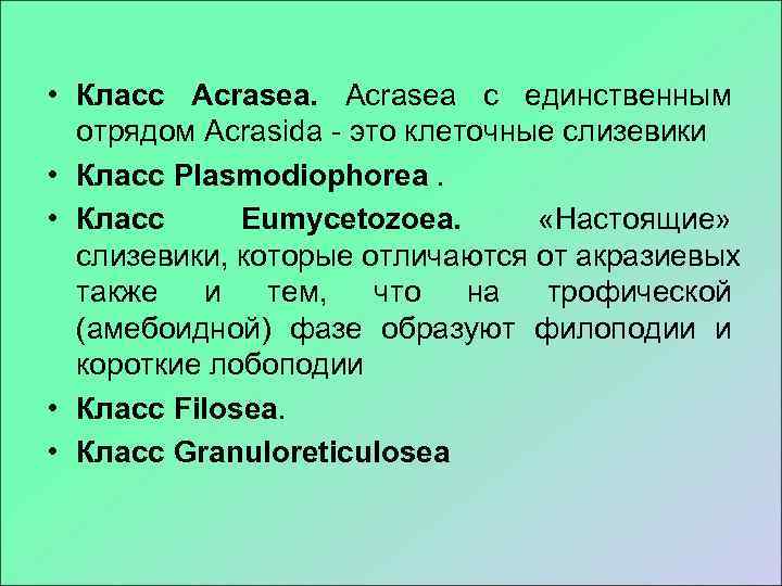  • Класс Acrasea с единственным  отрядом Acrasida  это клеточные слизевики •