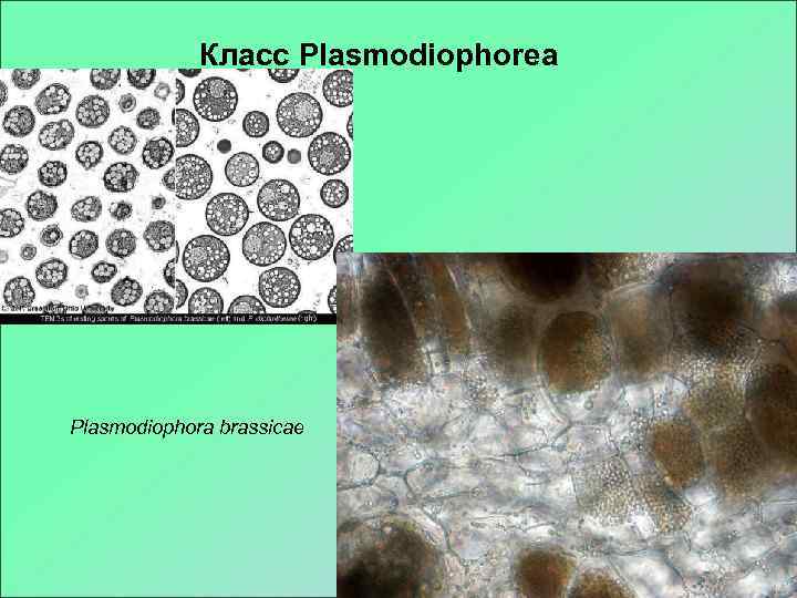    Класс Plasmodiophorea Plasmodiophora brassicae 