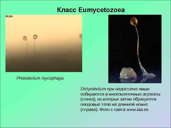     Класс Eumycetozoea Protostelium mycophaga      Dictyostelium