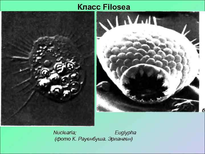   Класс Filosea Nuclearia;   Euglypha (фото К. Рауенбуша. Эрланген) 