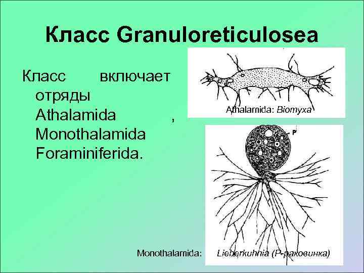  Класс Granuloreticulosea Класс  включает отряды       Athalamida: