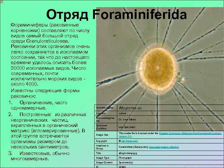     Отряд Foraminiferida Фораминиферы (раковинные корненожки) составляют по числу видов самый