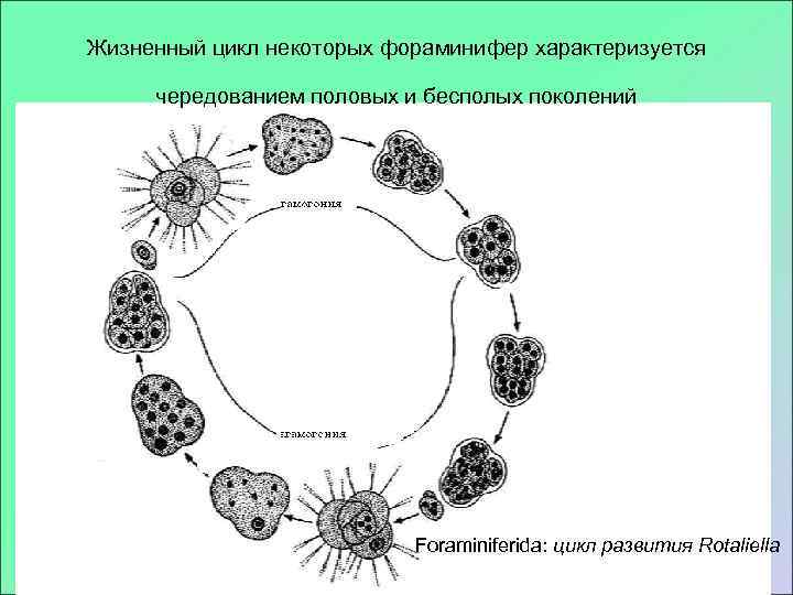 Жизненный цикл некоторых фораминифер характеризуется  чередованием половых и бесполых поколений   