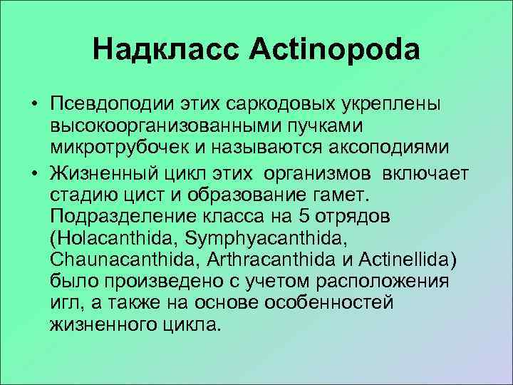  Надкласс Actinopoda • Псевдоподии этих саркодовых укреплены  высокоорганизованными пучками  микротрубочек и