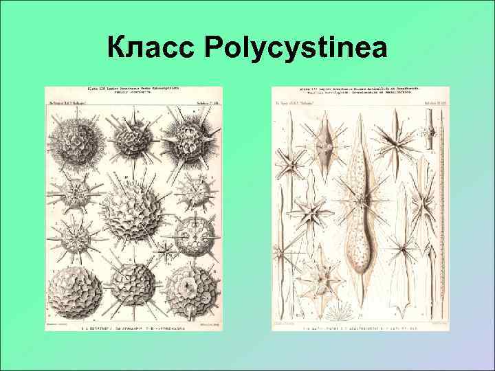 Класс Polycystinea 