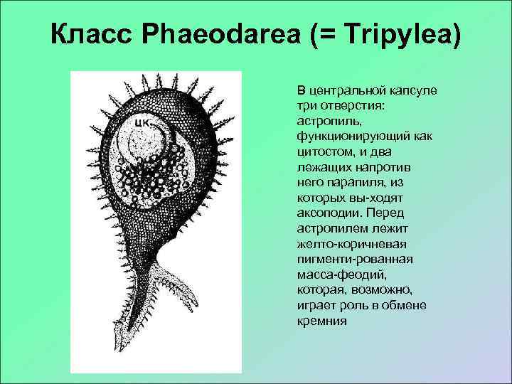 Класс Phaeodarea (= Tripylea)   В центральной капсуле   три отверстия: 