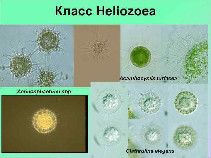    Класс Heliozoea      Acanthocystis turfacea Actinosphaerium spp.