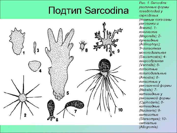 Способны образовывать псевдоподии. Типы псевдоподий саркодовых. Псевдоподии филлоподии. Строение псевдоподий. Псевдоподии ризоподии.