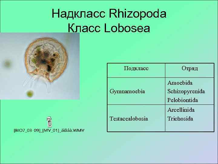 Надкласс Rhizopoda  Класс Lobosea   Подкласс   Отряд   