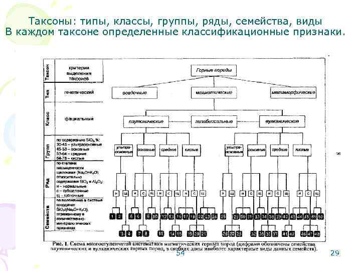 Типы классов. Тип Таксон. Классы типы группы. Класс вид группа семейство. Разновидности сем.