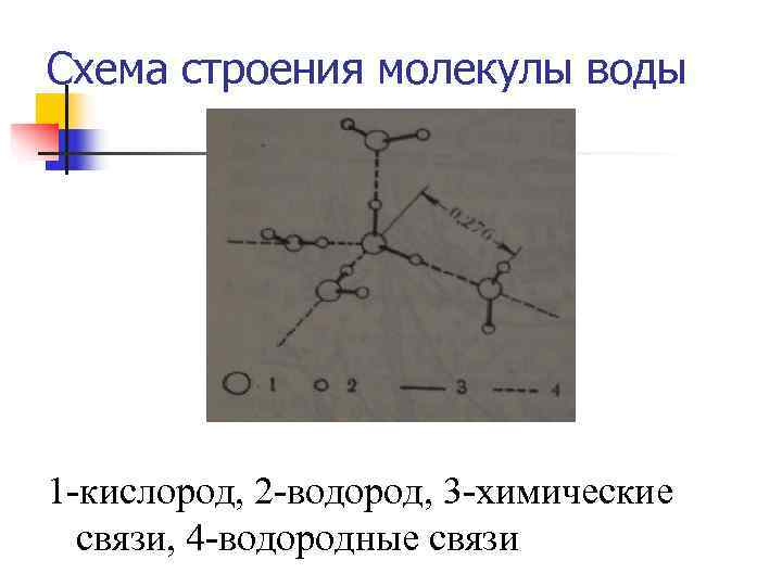 Схема строения молекулы воды 1 кислород, 2 водород, 3 химические  связи, 4 водородные