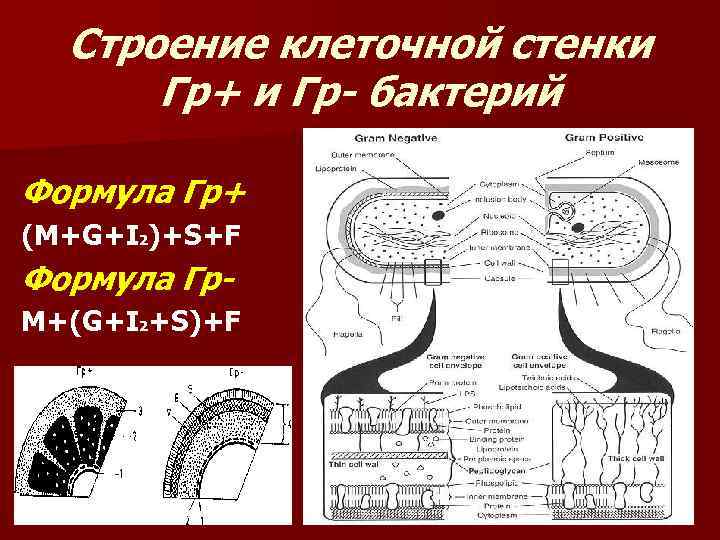  Строение клеточной стенки  Гр+ и Гр- бактерий Формула Гр+ (M+G+I 2)+S+F Формула