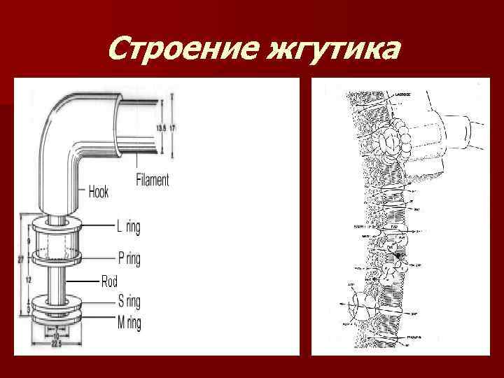 Строение жгутиков. Структура жгутика Архей. Жгутики бактерий и Архей строение. Строение жгутиков Архей. Строение жгутика колено.