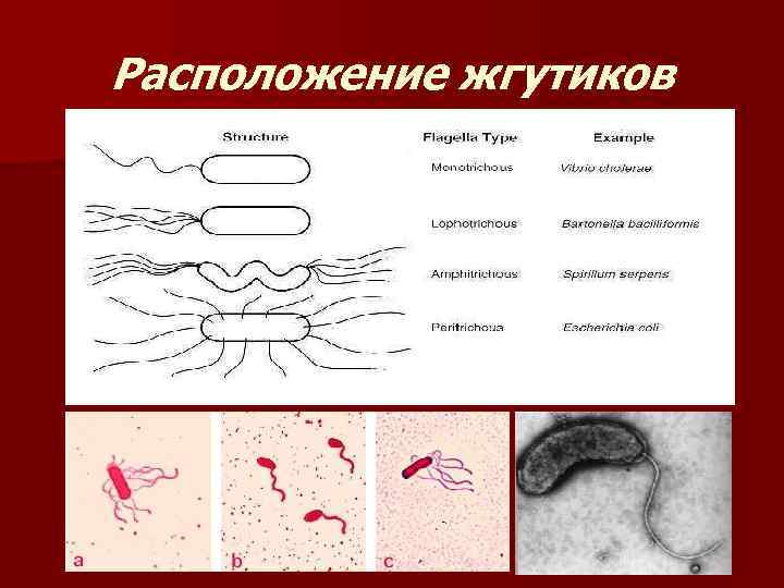Расположение жгутиков 